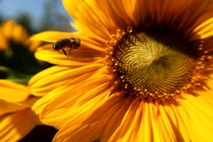 Vol d'abeille vers le tournesol images libres de droits Vol d'abeille vers le tournesol images libres de droits