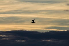 Vol d'oiseau contre le beau ciel Images stock Vol d'oiseau contre le beau ciel Images stock