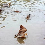 Vol de canard hors de l'eau images libres de droits Vol de canard hors de l'eau images libres de droits