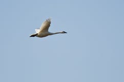 Vol de cygne de toundra dans un ciel bleu image stock Vol de cygne de toundra dans un ciel bleu image stock
