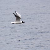 Vol de mouette image stock Vol de mouette image stock