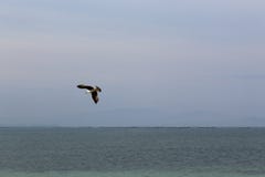 Vol de mouette en mer bleue photos libres de droits Vol de mouette en mer bleue photos libres de droits