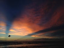 Vol de mouette sur la plage de l'Océan Atlantique pendant l'aube bleue avec les rayons crépusculaires Image libre de droits Vol de mouette sur la plage de l'Océan Atlantique pendant l'aube bleue avec les rayons crépusculaires Image libre de droits