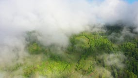 Volant au-dessus d'une for?t tropicale ?tonnante, vue a?rienne au-dessus de for?t tropicale avec le brouillard au lever de soleil banque de vidéos Volant au-dessus d'une for?t tropicale ?tonnante, vue a?rienne au-dessus de for?t tropicale avec le brouillard au lever de soleil banque de vidéos