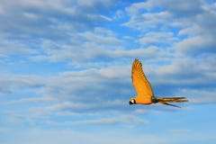 Voler jaune d'oiseaux d'ara Images stock Voler jaune d'oiseaux d'ara Images stock