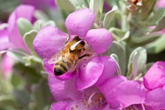 Voll- Ansicht der Honigbiene begraben in der purpurroten weisen Blume lizenzfreies stockfoto Voll- Ansicht der Honigbiene begraben in der purpurroten weisen Blume lizenzfreies stockfoto