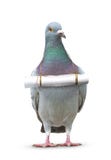 Voller Körper des Taubenvogels und Papier beschriften die Mitteilung, die am bre hängt Stockfoto Voller Körper des Taubenvogels und Papier beschriften die Mitteilung, die am bre hängt Stockfoto