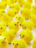 Volles Feld der Ostern-Küken stockfotos Volles Feld der Ostern-Küken stockfotos