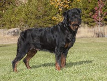 Volles Körper-Porträt weiblicher Meister Rottweiler stockfotos Volles Körper-Porträt weiblicher Meister Rottweiler stockfotos