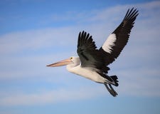 Volo australiano di conspicillatus del Pelecanus del pellicano contro lo sfondo del cielo blu l'australia immagine stock libera da diritti Volo australiano di conspicillatus del Pelecanus del pellicano contro lo sfondo del cielo blu l'australia immagine stock libera da diritti