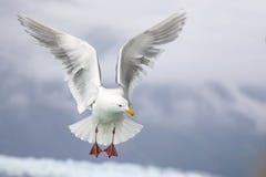Volo del gabbiano della baia di ghiacciaio nell'Alaska fotografia stock Volo del gabbiano della baia di ghiacciaio nell'Alaska fotografia stock
