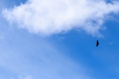Volo del pipistrello in chiaro cielo fotografia stock Volo del pipistrello in chiaro cielo fotografia stock