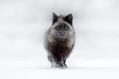 Volpe d'argento nera, forma rara Caccia di volpe rosso scuro nella scena della fauna selvatica della foresta del prato della neve Immagine Stock Libera da Diritti Volpe d'argento nera, forma rara Caccia di volpe rosso scuro nella scena della fauna selvatica della foresta del prato della neve Immagine Stock Libera da Diritti