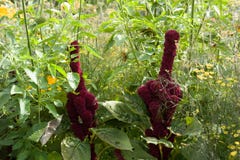 A volte sembra che i fiori parlino con noi immagine stock A volte sembra che i fiori parlino con noi immagine stock