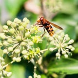 Volucellainanis van de bloemvlieg op bloesems van klimop royalty-vrije stock afbeeldingen Volucellainanis van de bloemvlieg op bloesems van klimop royalty-vrije stock afbeeldingen