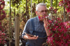 Volwassen tuinman dichtbij de bloemen De handen die de tablet houden In de glazen, een baard, die overall dragen In de tuinwinkel royalty-vrije stock foto Volwassen tuinman dichtbij de bloemen De handen die de tablet houden In de glazen, een baard, die overall dragen In de tuinwinkel royalty-vrije stock foto