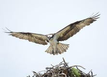 Volwassen Visarend met Vleugels Uitgespreid Land op het het Nest van ` s Stock Foto Volwassen Visarend met Vleugels Uitgespreid Land op het het Nest van ` s Stock Foto