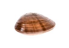 Vongola liscia fresca - Fasolara - coperture di callista chione isolate fotografie stock libere da diritti Vongola liscia fresca - Fasolara - coperture di callista chione isolate fotografie stock libere da diritti