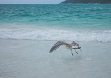 Voo da gaivota raso na praia imagem de stock Voo da gaivota raso na praia imagem de stock