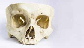 Vooraanzicht van menselijk schedelbeen zonder de kluis van de schedel en de onderkaak op geïsoleerde witte achtergrond royalty-vrije stock foto Vooraanzicht van menselijk schedelbeen zonder de kluis van de schedel en de onderkaak op geïsoleerde witte achtergrond royalty-vrije stock foto
