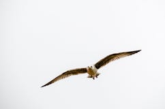 Vorderansichtfliegen der Seemöwe auf weißem Hintergrund lizenzfreies stockfoto Vorderansichtfliegen der Seemöwe auf weißem Hintergrund lizenzfreies stockfoto