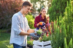 Vorsichtiger Kerlgärtner in den Gartenhandschuhen setzt die Töpfe mit Sämlingen in die weiße Holzkiste auf dem Tisch und in ein M stockfotografie Vorsichtiger Kerlgärtner in den Gartenhandschuhen setzt die Töpfe mit Sämlingen in die weiße Holzkiste auf dem Tisch und in ein M stockfotografie