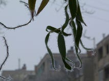 vorstkristallen op groene bladeren in het stedelijke plaatsen in middelgrote mist royalty-vrije stock fotografie vorstkristallen op groene bladeren in het stedelijke plaatsen in middelgrote mist royalty-vrije stock fotografie