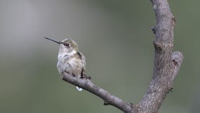 Vous me regardez et je regarde de retour vous photos stock Vous me regardez et je regarde de retour vous photos stock