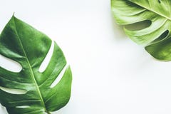 Vrais milieux tropicaux de feuilles sur le blanc Concept botanique de nature photo stock Vrais milieux tropicaux de feuilles sur le blanc Concept botanique de nature photo stock