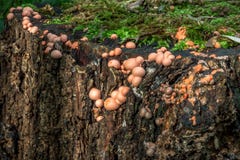 Vreemde kleine ei gevormde paddestoelen die op de schors van een boom groeien stock foto Vreemde kleine ei gevormde paddestoelen die op de schors van een boom groeien stock foto