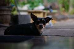 Vresig seende hund som sitter p? tr?skeln royaltyfri foto Vresig seende hund som sitter p? tr?skeln royaltyfri foto