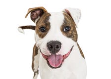 Vriendschappelijk Pit Bull Dog Closeup Over-Wit royalty-vrije stock afbeeldingen Vriendschappelijk Pit Bull Dog Closeup Over-Wit royalty-vrije stock afbeeldingen