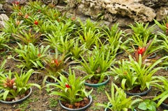 Vriesea Platynema Pineapple Plant. Royalty Free Stock Images Vriesea Platynema Pineapple Plant. Royalty Free Stock Images