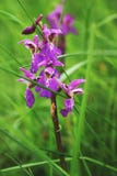 Vroege purpere orchidee Stock Foto Vroege purpere orchidee Stock Foto
