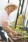 Vrouw die in serre zaden het glimlachen plant royalty-vrije stock afbeeldingen Vrouw die in serre zaden het glimlachen plant royalty-vrije stock afbeeldingen