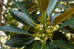 Vruchten van ficus het groeien op een boom royalty-vrije stock afbeelding Vruchten van ficus het groeien op een boom royalty-vrije stock afbeelding