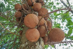 Vruchten van Kanonskogelboom stock afbeeldingen Vruchten van Kanonskogelboom stock afbeeldingen