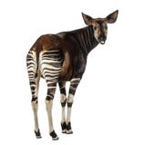 Vue arrière d'un okapi, regardant et mooing en arrière, johnstoni d'Okapia photographie stock libre de droits Vue arrière d'un okapi, regardant et mooing en arrière, johnstoni d'Okapia photographie stock libre de droits
