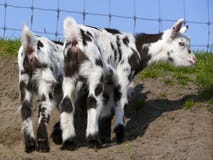 Vue arrière de deux jeunes chèvres de Dalmation se tenant sur la terre nue devant une barrière photographie stock libre de droits Vue arrière de deux jeunes chèvres de Dalmation se tenant sur la terre nue devant une barrière photographie stock libre de droits