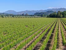 Vue aérienne de vignoble de vin dans Napa Valley photos stock Vue aérienne de vignoble de vin dans Napa Valley photos stock