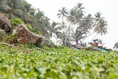 Vue calme de plage de Bentota de matin avec des liserons, des paumes, des roches et des bateaux de pêche photo stock Vue calme de plage de Bentota de matin avec des liserons, des paumes, des roches et des bateaux de pêche photo stock