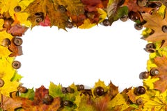 Vue composée de feuilles d'automne colorées au-dessus du fond blanc Copiez l'espace pour le texte images libres de droits Vue composée de feuilles d'automne colorées au-dessus du fond blanc Copiez l'espace pour le texte images libres de droits