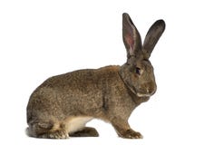 Vue de côté d'un lapin géant flamand images stock Vue de côté d'un lapin géant flamand images stock