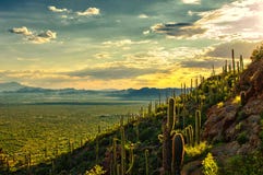 Vue de coucher du soleil de désert de Sonoran de parc de montagne de Tucson, Tucson AZ Photo stock Vue de coucher du soleil de désert de Sonoran de parc de montagne de Tucson, Tucson AZ Photo stock
