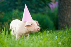 Vue de la position porcine rose dans le jardin sur l'herbe verte et regarder l'appareil-photo images libres de droits Vue de la position porcine rose dans le jardin sur l'herbe verte et regarder l'appareil-photo images libres de droits