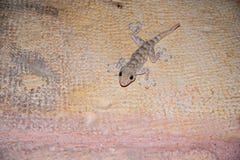 Vue de plan rapproché d'un gecko se reposant sur un mur photo libre de droits Vue de plan rapproché d'un gecko se reposant sur un mur photo libre de droits