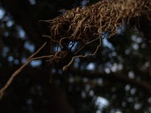 Vue de plan rapproché de longue racine nue d'arbre exotique comme des branches dans le brun avec le foyer sélectif et le bokeh photographie stock Vue de plan rapproché de longue racine nue d'arbre exotique comme des branches dans le brun avec le foyer sélectif et le bokeh photographie stock