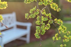 Vue de ressort dans un jardin avec un banc blanc sous un arbre d'orme de floraison photos stock Vue de ressort dans un jardin avec un banc blanc sous un arbre d'orme de floraison photos stock