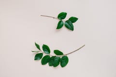 Vue des branches photo stock Vue des branches photo stock