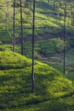 Vue des plantations de thé vert au lever de soleil, Sri Lanka, Asie photos stock Vue des plantations de thé vert au lever de soleil, Sri Lanka, Asie photos stock